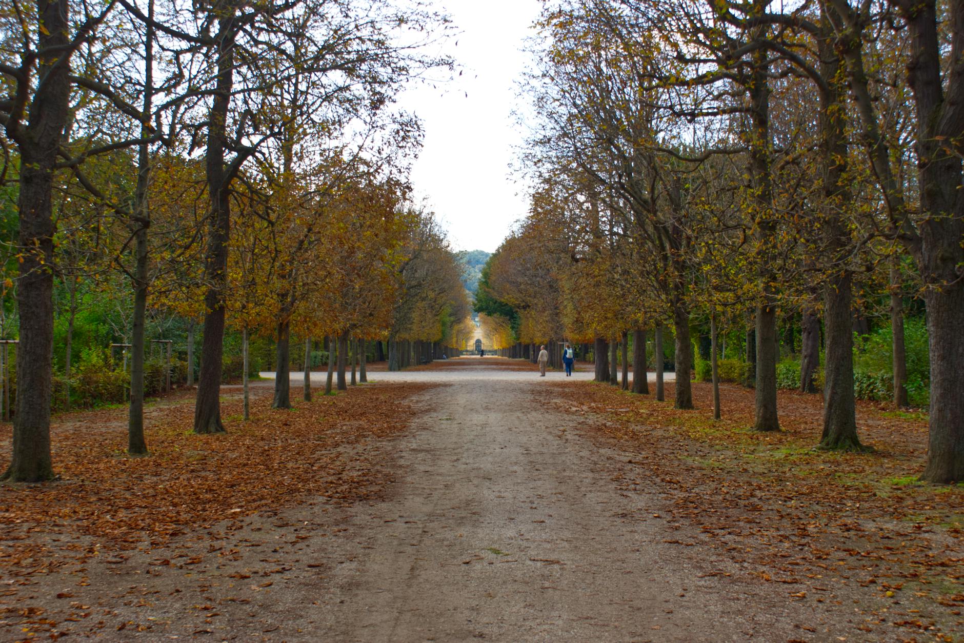 Vienna parks turning gold with autumn foliage