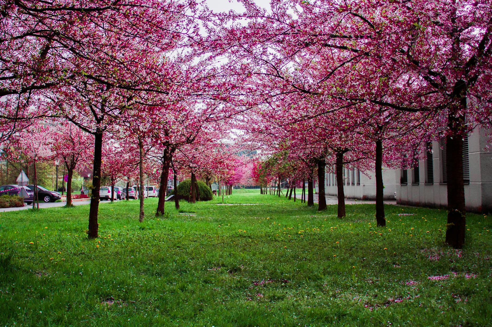 Vienna in spring with blossoming trees and the historic skyline