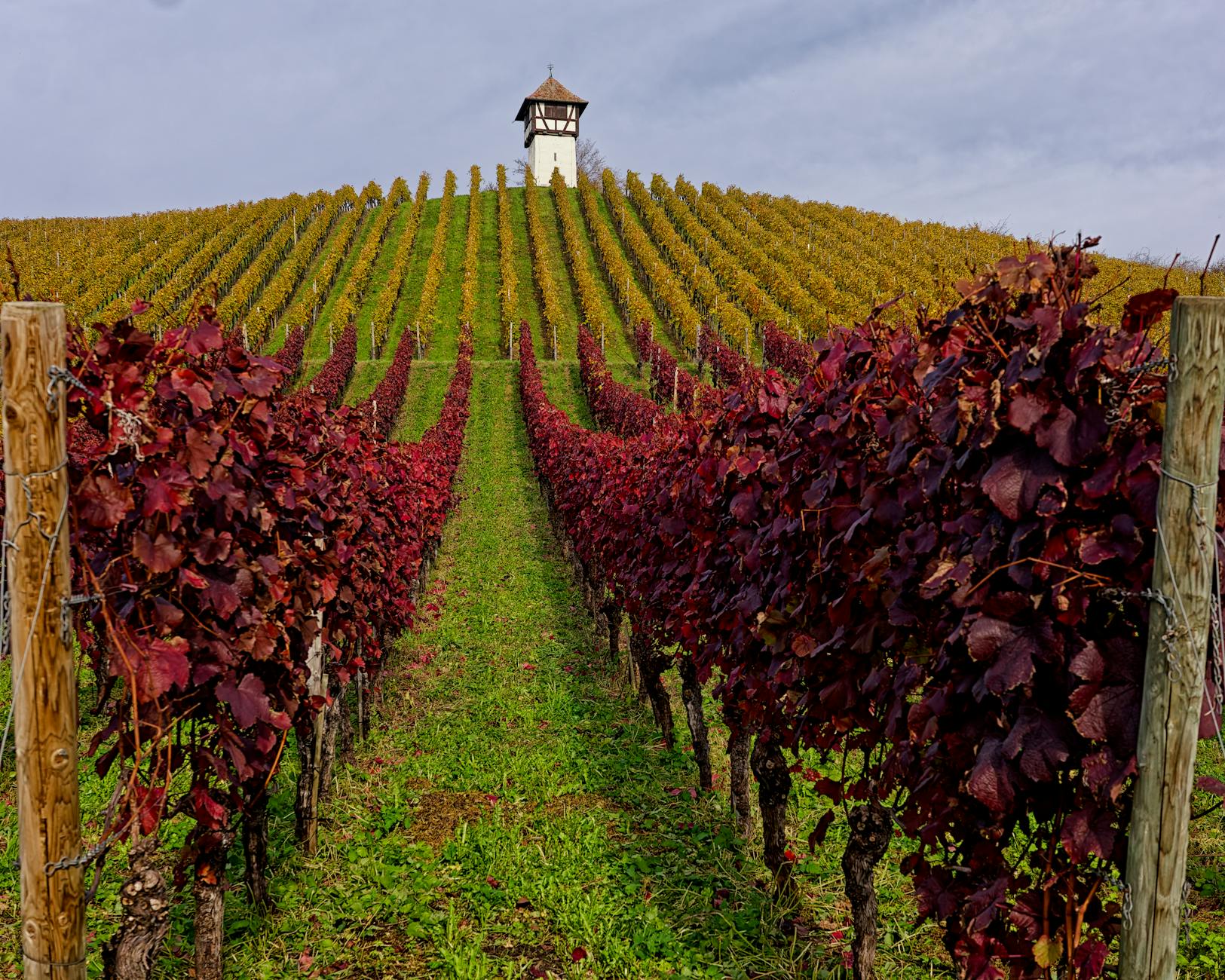 Vienna wine — the only major capital with working vineyards inside city limits, plus a strong heuriger tavern tradition
