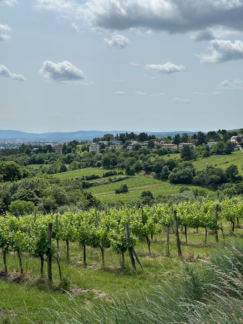 Lush vineyards on the hills of Vienna — the only capital city with working vineyards within city limits