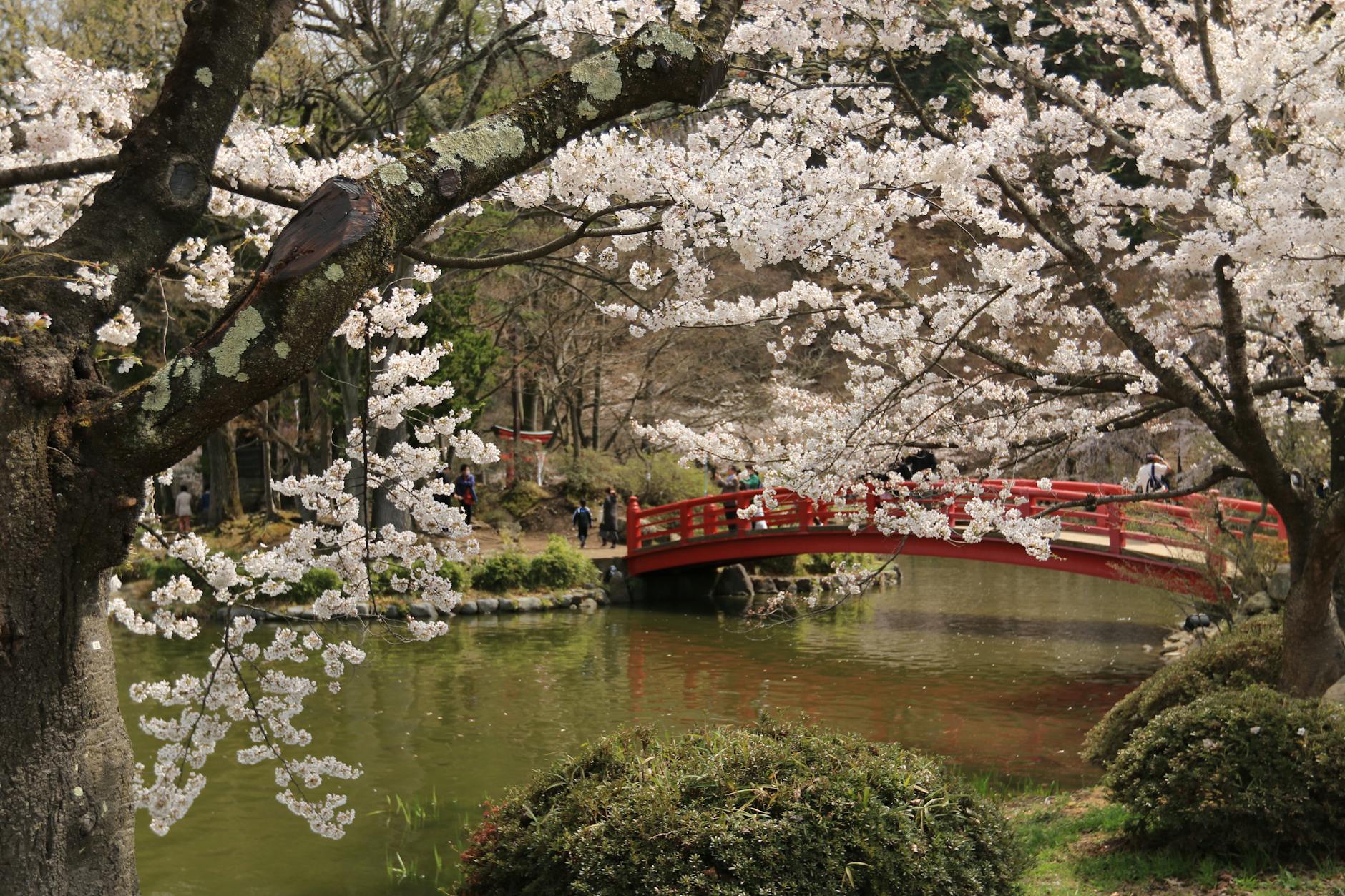Setagaya Park, Vienna's tucked-away Japanese garden — koi pond, tea house, cherry blossoms in spring