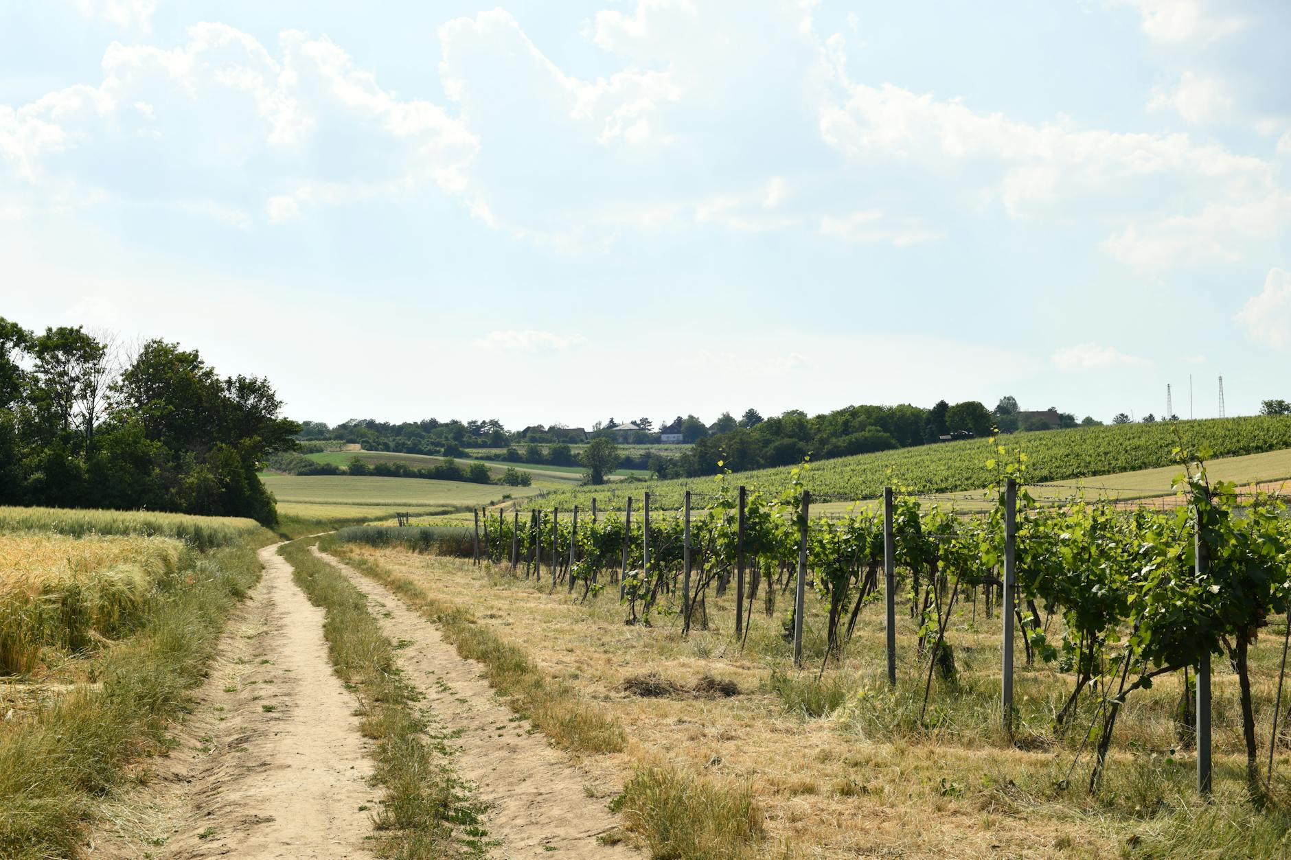 The Stadtwanderweg trails connect Grinzing, Nussberg, and Kahlenberg through working vineyards