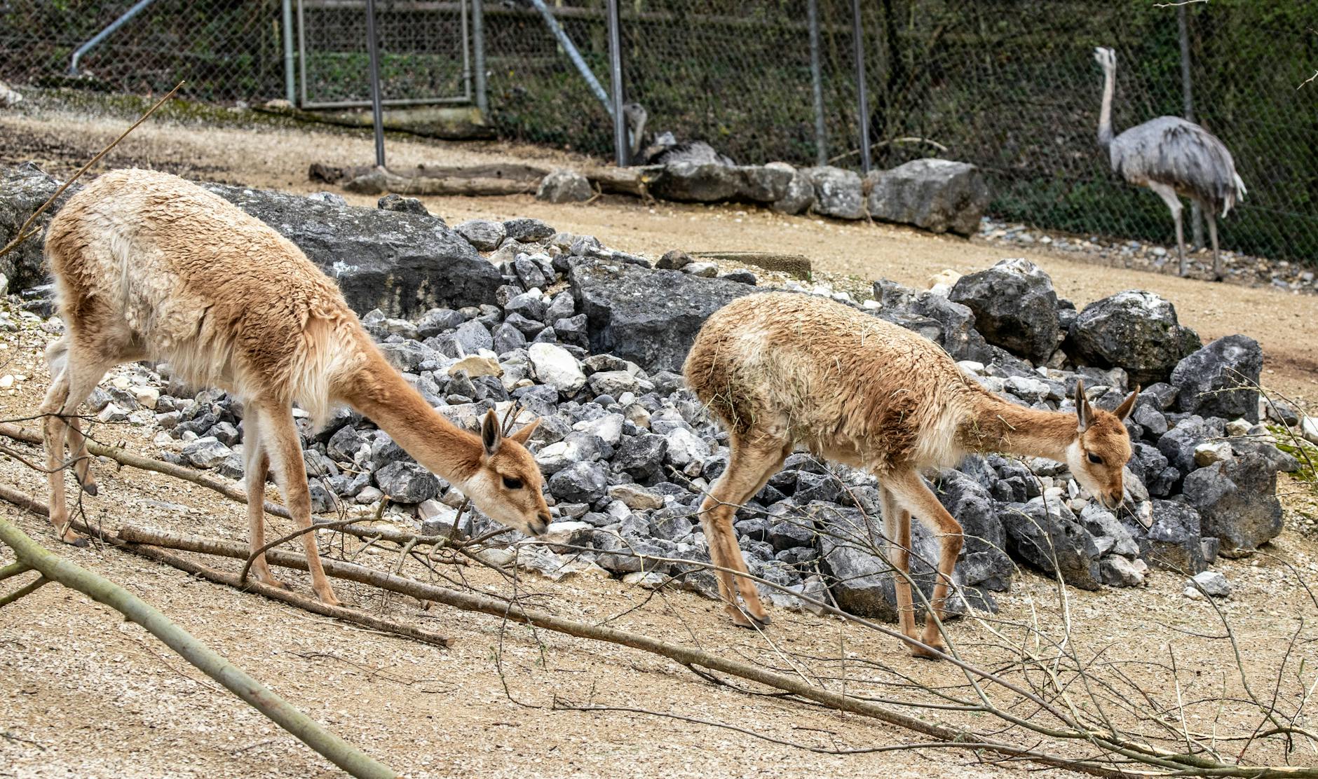 Schönbrunn Zoo, the world's oldest continuously operating zoo, with pandas, koalas, and elephants