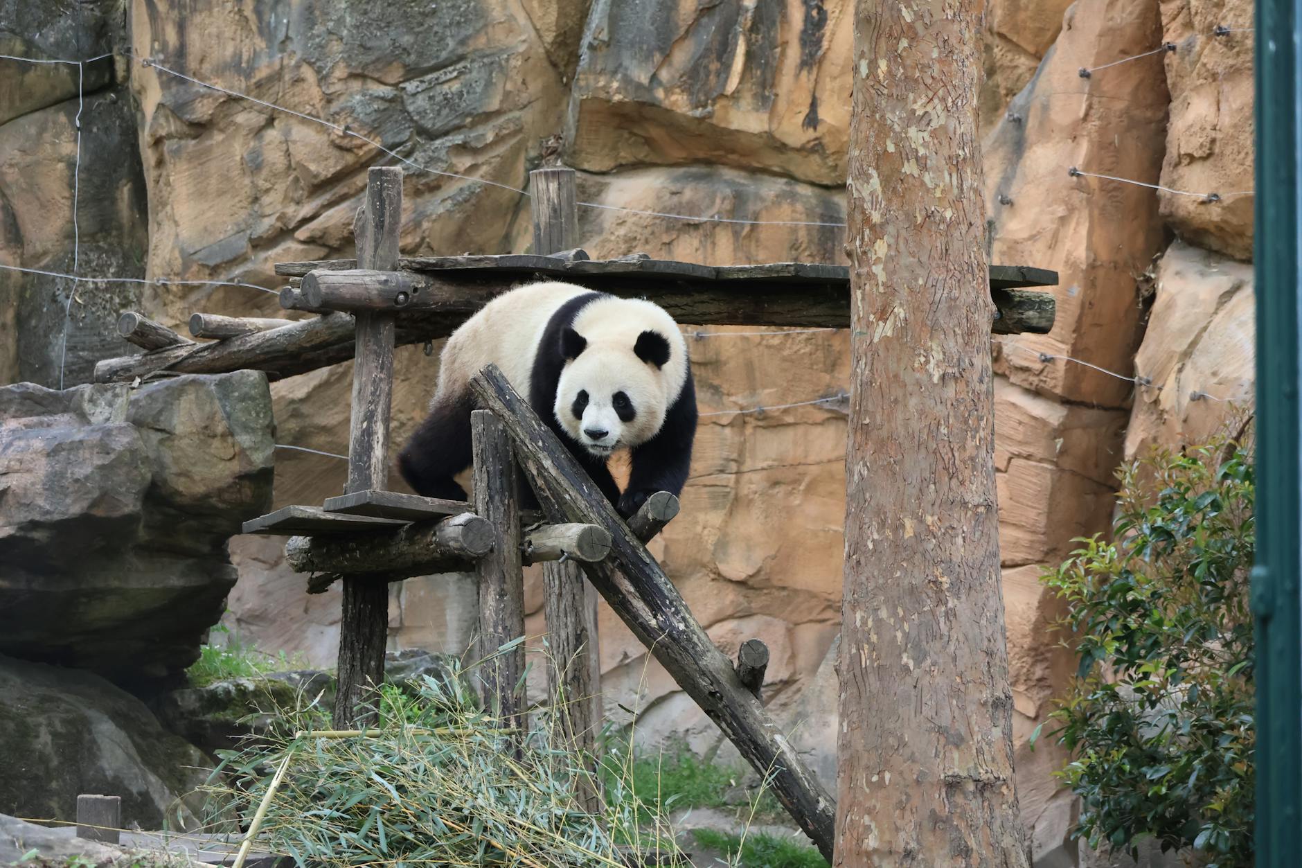 The Tiergarten Schönbrunn — world's oldest continuously operating zoo, founded 1752