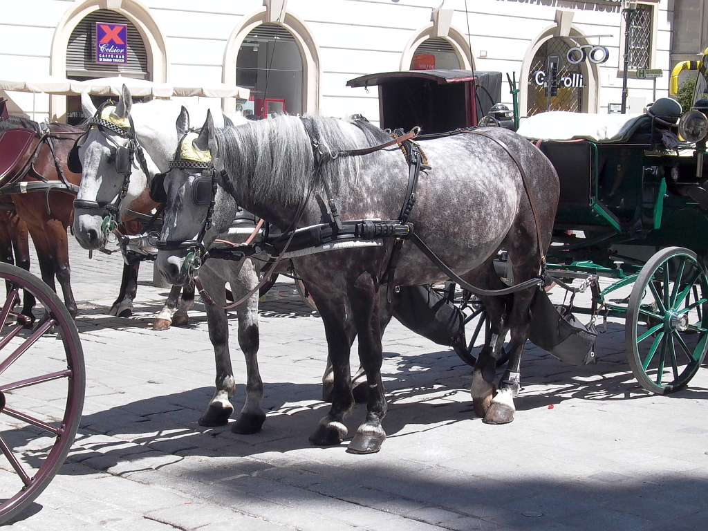 Two pairs of Fiaker horses standing harnessed in a rank on a sunlit Vienna square with their heads lowered