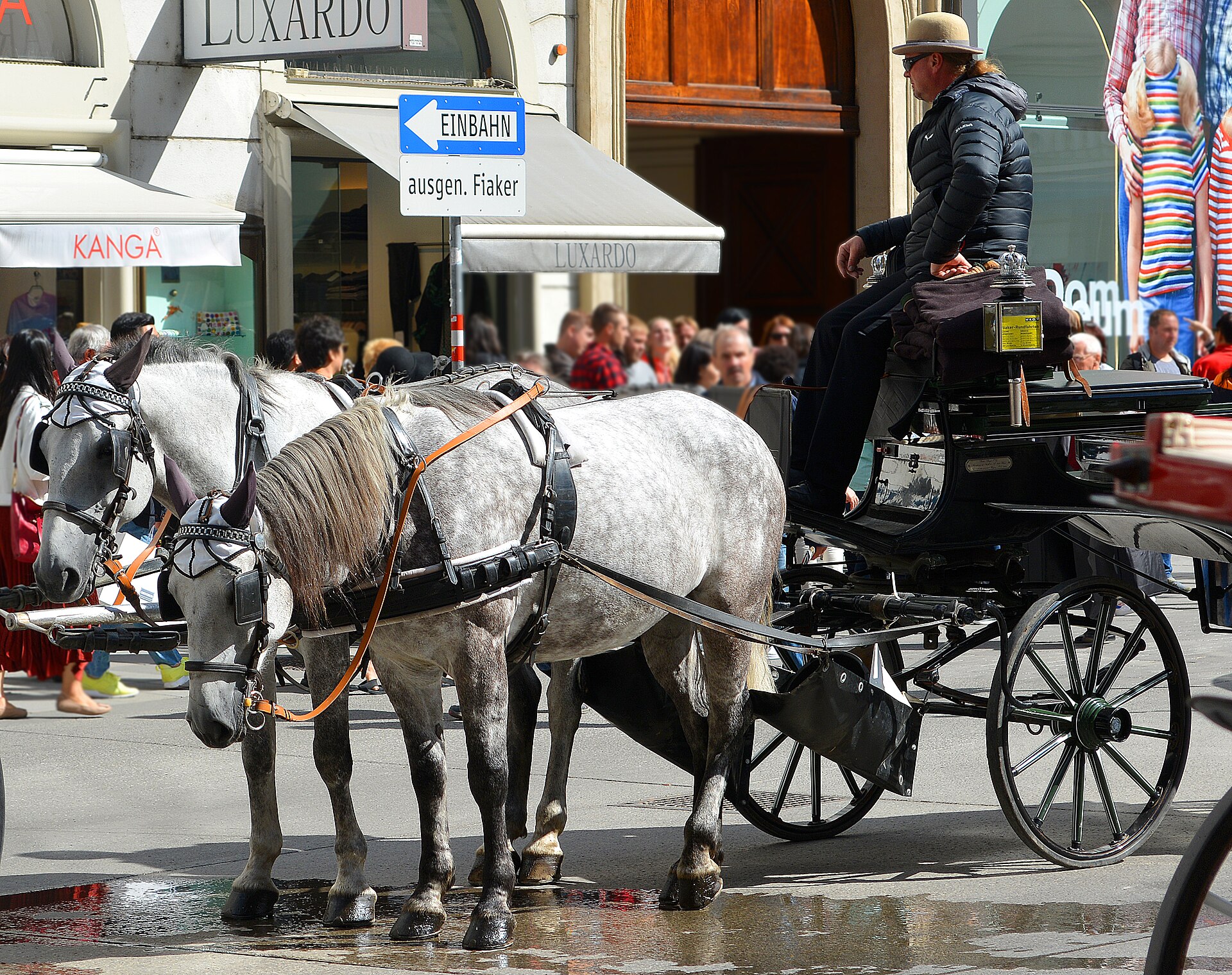 A pair of grey horses harnessed to a black Fiaker carriage on a Vienna street, with the driver in a bowler hat and a one-way sign reading Einbahn ausgen. Fiaker above